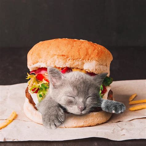 Cats in food. Things To Know About Cats in food. 